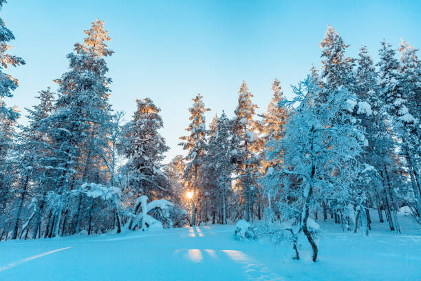 istock Winter landscape from Lapland  Finland 1305704631