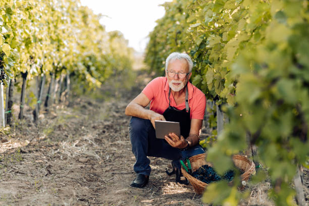 istock Portrait of a senior farmer using a digital tablet and working in his vineyard 1305704735