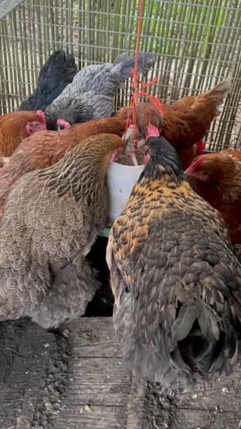 istock chickens coming out in run 1305705871