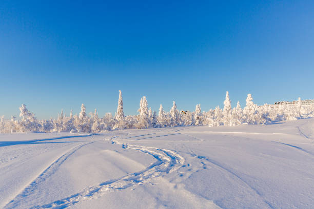 istock Winter landscape from Lapland  Finland 1305706482