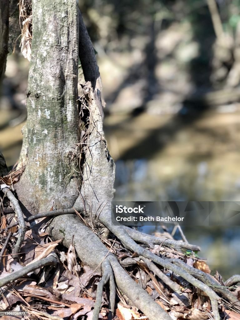 Tree With Roots Stream Tree Roots By Stream Stock Photo - Download Image Now - Beauty, Color ...