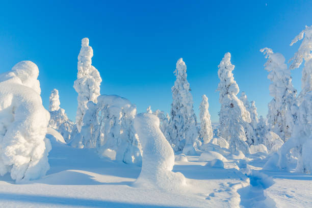 istock Lapland Winter Landscape 1305706990