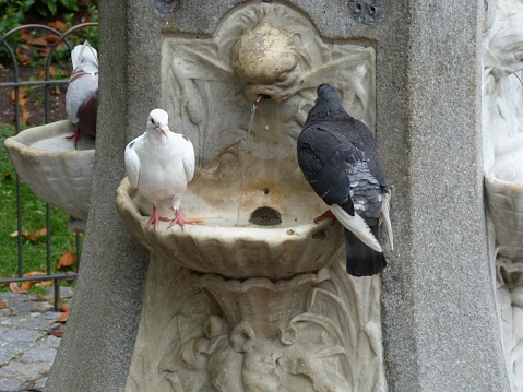 Thirsty Pigeons