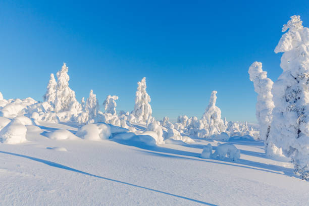 istock Sunny winter landscape in Lapland 1305708675