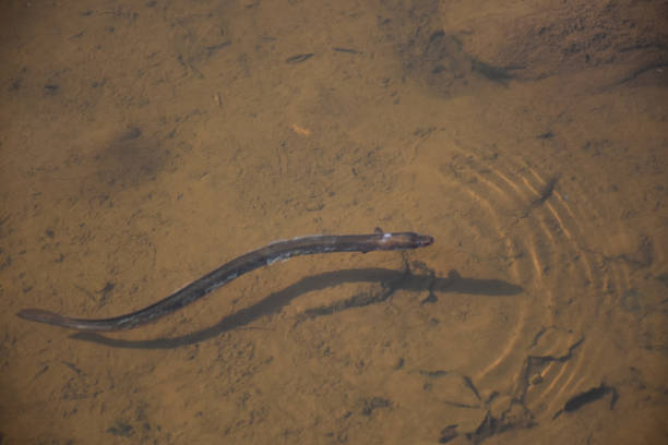 istock Eel Swimming in Shallow Waters 1305709604