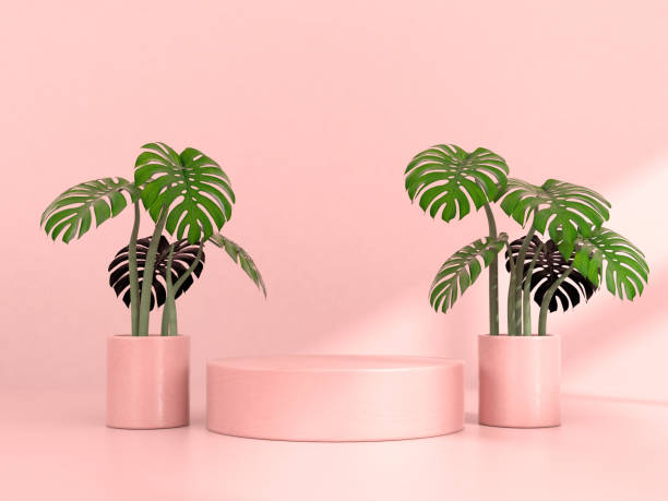 istock Monstera Plant in Pot, Isolated 1305710517