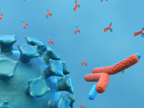 istock Antibodies Attacking Coronavirus Covid-19 1305710584