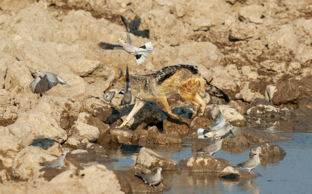 istock Black backed Jackals chasing and catching pigeons 1305712553