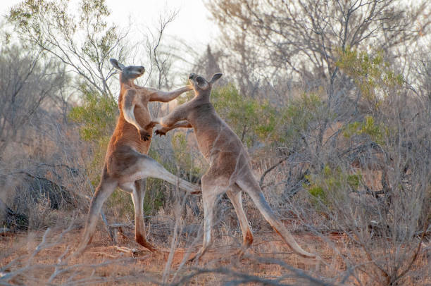 Two big red kangaroos fighting. Two big red kangaroos fighting in Sturt National park in the far outback of New South Wales, Australia. kangaroos fighting stock pictures, royalty-free photos & images
