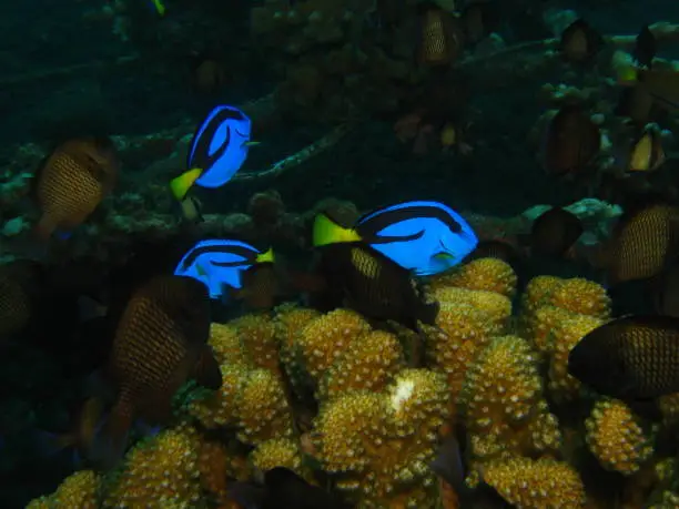 Photo of beautiful colorful fish under the sea, marine life.