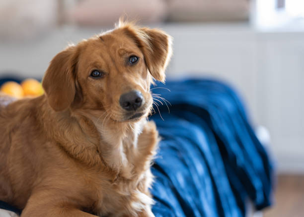 istock Female Golden Retriever Looks at Camera, Blue Bed, Back Lit 1305715148