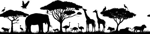 illustrations, cliparts, dessins animés et icônes de savane tropicale africaine transparente de vecteur avec des lions, éléphant, girrafe, vautour, heron, hyène, phacochère commun, phacochère commun, perroquet gris, autruche africaine et grue couronnée - lion africa safari south africa