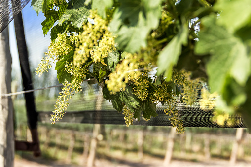 Small and freshly set bunches of grapes, during blossom.