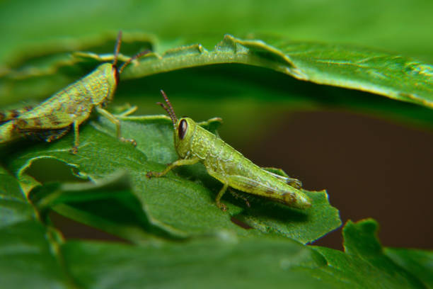 bebê de gafanhoto verde errante - grasshopper locust isolated multi colored - fotografias e filmes do acervo