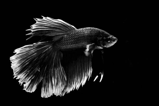 istock Betta fish isolated on black background. Color in black and white 1305718432
