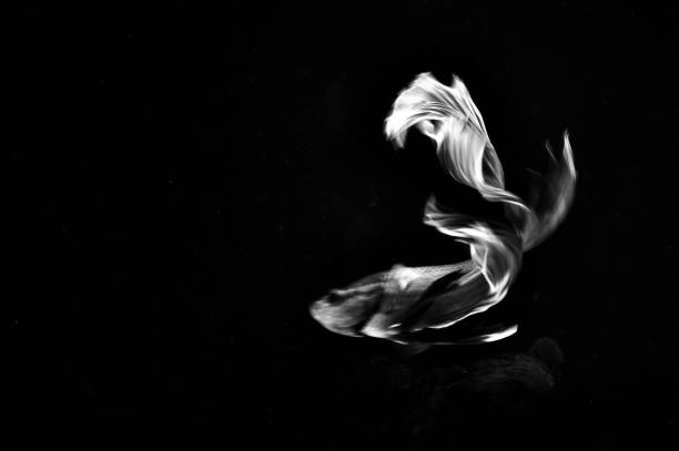 Betta fish isolated on black background. Color in black and white
