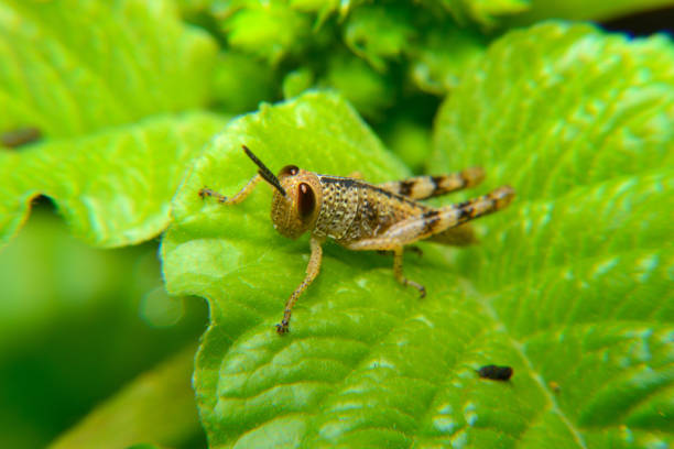 bebê de gafanhoto verde errante - grasshopper locust isolated multi colored - fotografias e filmes do acervo