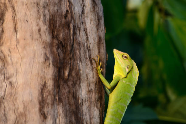 istock Bronchocela jubata, commonly known as the maned forest lizard. Its on tree trunk 1305720903