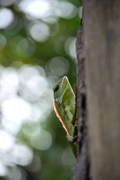 istock Bronchocela jubata, commonly known as the maned forest lizard. Its on tree trunk 1305720983