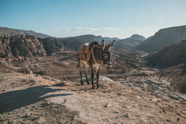 Donkey of bedouin in Mitzpe Yeriho, Westbank Israel, Judean desert, I Donkey of bedouin in Mitzpe Yeriho, Westbank Israel, Judean desert, Israeli wilderness donkey animal themes desert landscape stock pictures, royalty-free photos & images