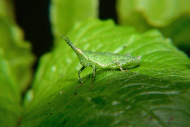 bebê de gafanhoto verde errante - grasshopper locust isolated multi colored - fotografias e filmes do acervo