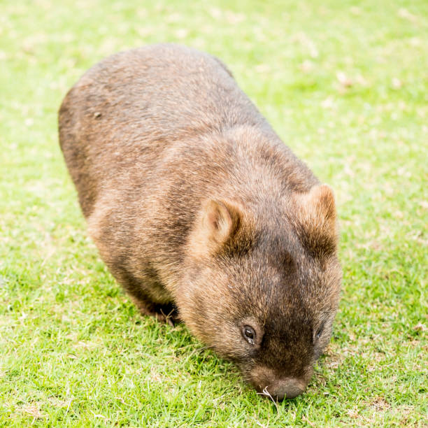 istock A cute wombat found in Ben Boyd National Park 1305722234