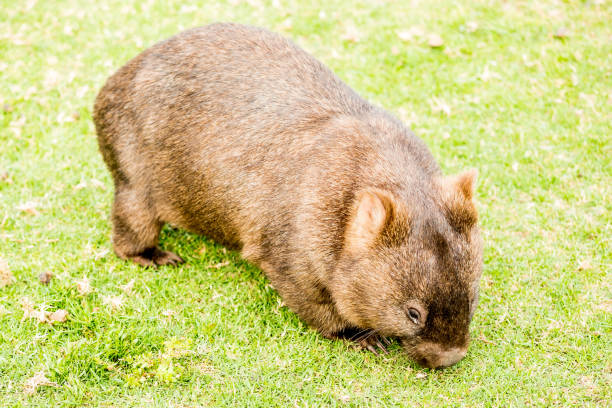 A cute wombat found in Ben Boyd National Park