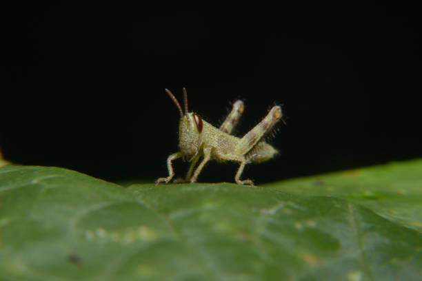 bebê de gafanhoto verde errante - grasshopper locust isolated multi colored - fotografias e filmes do acervo