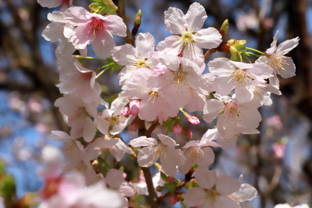 istock Cherry blossom in Japan 1305722931