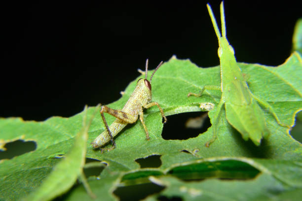 bebê de gafanhoto verde errante - grasshopper locust isolated multi colored - fotografias e filmes do acervo