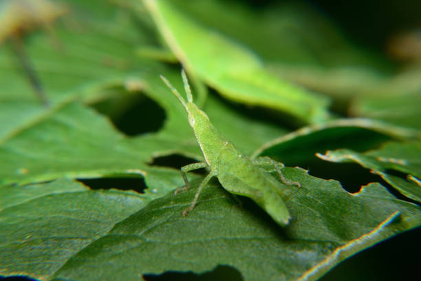 bebê de gafanhoto verde errante - grasshopper locust isolated multi colored - fotografias e filmes do acervo