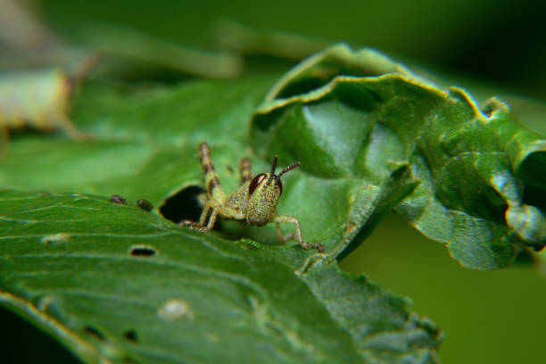 bebê de gafanhoto verde errante - grasshopper locust isolated multi colored - fotografias e filmes do acervo