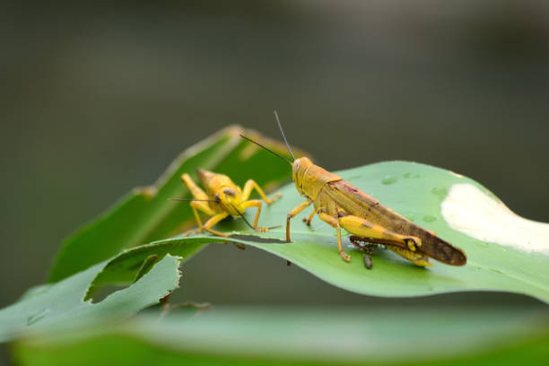 sauterelles jaunes - locust invasion photos et images de collection