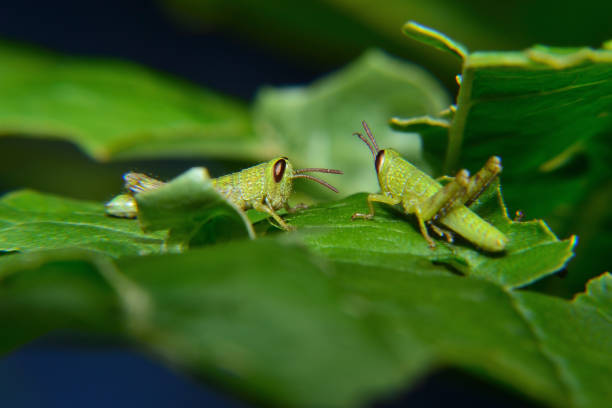 bebê de gafanhoto verde errante - grasshopper locust isolated multi colored - fotografias e filmes do acervo