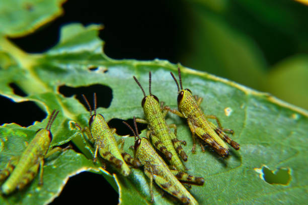 bebê de gafanhoto verde errante - grasshopper locust isolated multi colored - fotografias e filmes do acervo