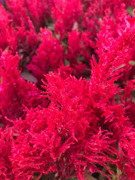 istock Bright red celosia at a garden center 1305723835