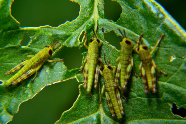 bebê de gafanhoto verde errante - grasshopper locust isolated multi colored - fotografias e filmes do acervo