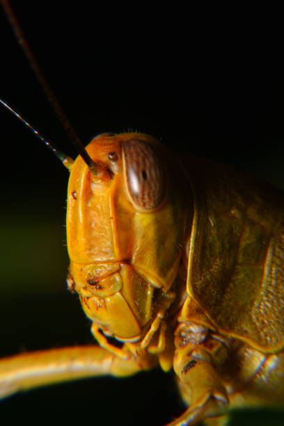 sauterelles jaunes - locust invasion photos et images de collection