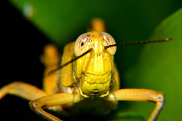yellow grasshoppers - locust invasion imagens e fotografias de stock
