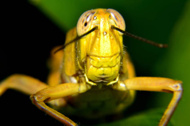 yellow grasshoppers - locust invasion imagens e fotografias de stock