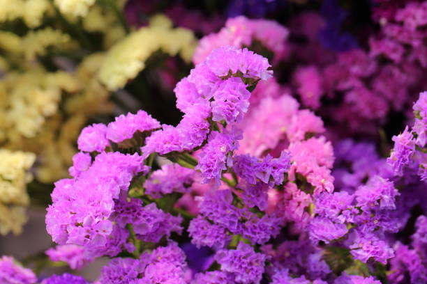 istock Pink limonium and green branches，Limonium sinense (Girard) Kuntze 1305726128