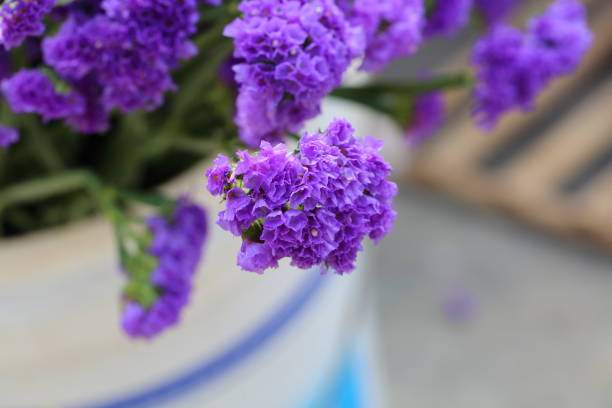 розовый лимоний и зеленые ветви,limonium sinense (girard) кунце - limonium стоковые фото и изображения