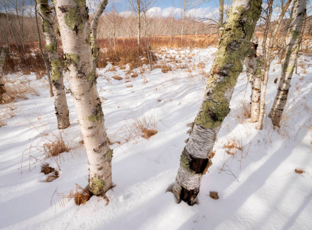 istock Birch Trees and Winter Snow 1305727344