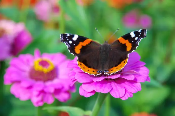 Butterfly Vanessa atalanta on pink Zinnia Elegans flower - bright summer nature photo