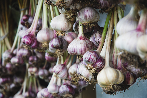 Harvested garlic hanging in bunches to dry before storing in an open shed protected from sun and rain
