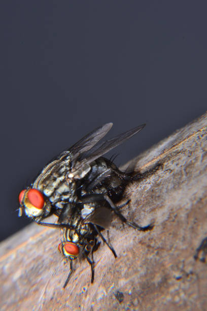 istock Meat flies are called sarcophagidae. 1305728469