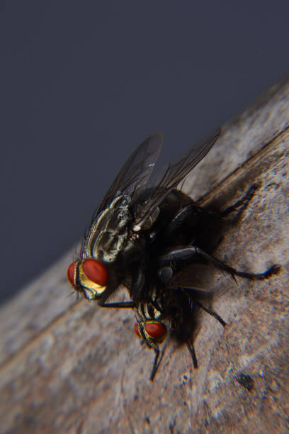 istock Meat flies are called sarcophagidae. 1305728489