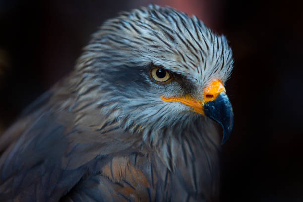 istock Portrait of predator bird 1305730174