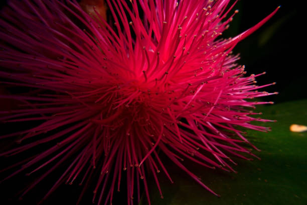 istock Red watery rose apple flower 1305730182
