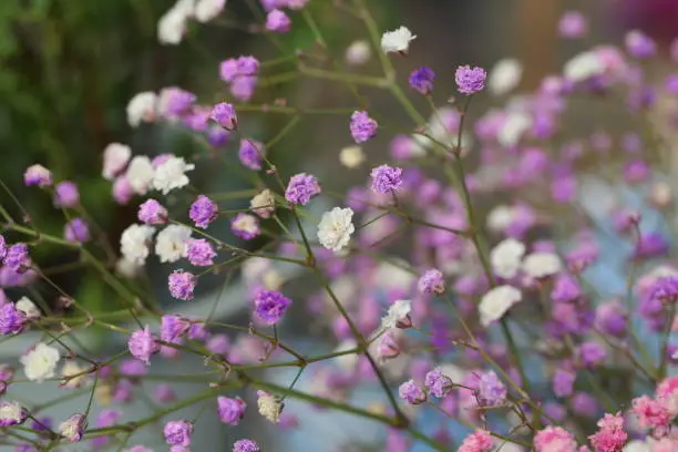 focus, elegance, backdrop, lovely, pink, outdoor, top view, natural, decorative, soft, season, exotic, close up, petal, closeup, colorful, blooming, sweet, fresh, plant, tiny, gypsophila, background, white, paniculata, beautiful, spring, breath, texture, nature, floral, bunch, baby, bouquet, wallpaper, bridal, blossom, romantic, branch, small, garden, flower, summer, pure, pattern, green, decoration, elegant